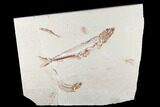 Cretaceous Viper Fish (Prionolepis) - Fish In Stomach! #173362-1